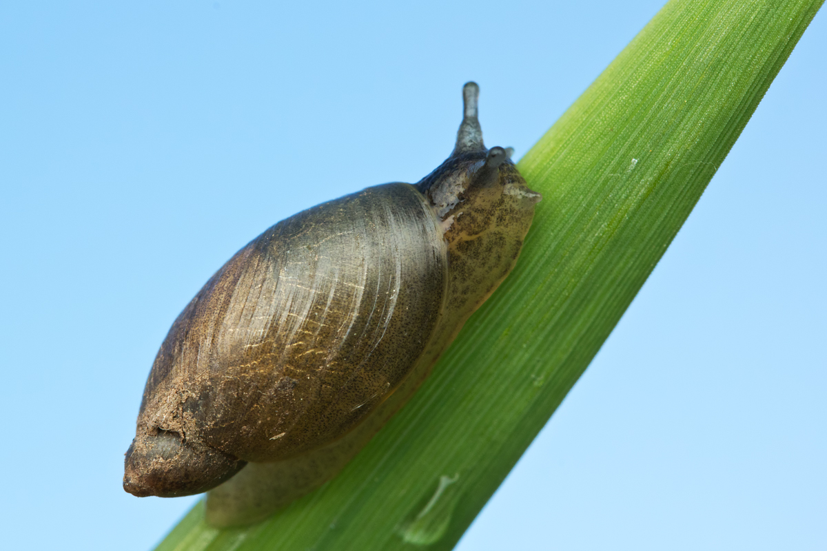 Amber Snail